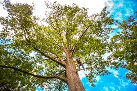 Best Root Management and Removal  in East Lake, FL