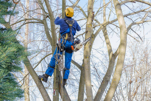 Best Tree Removal  in East Lake, FL