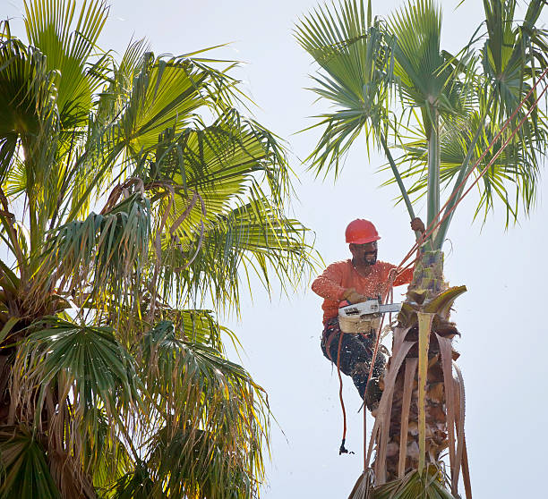 Trusted East Lake, FL Tree Care Services Experts