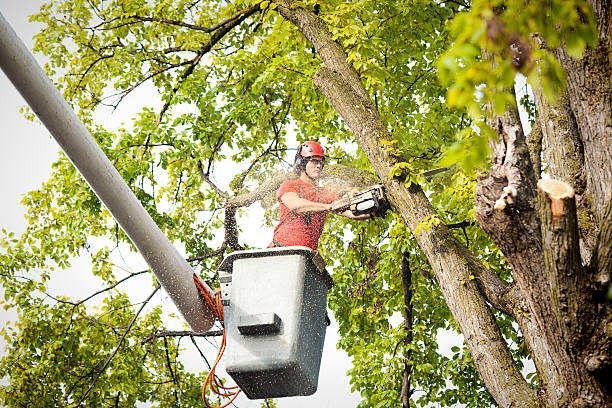 Best Storm Damage Tree Cleanup  in East Lake, FL