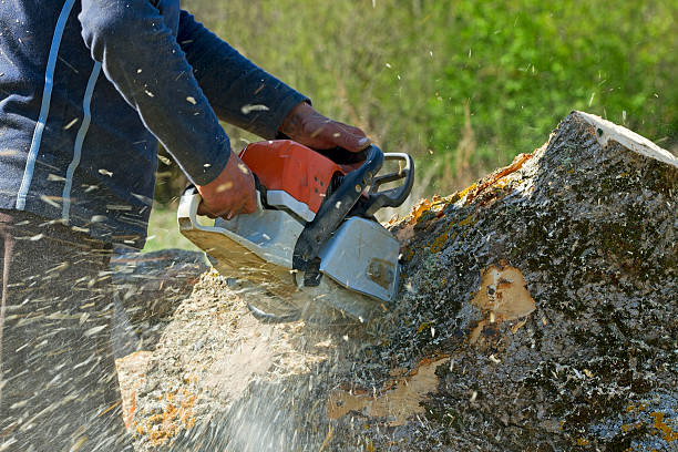 Best Emergency Tree Removal  in East Lake, FL