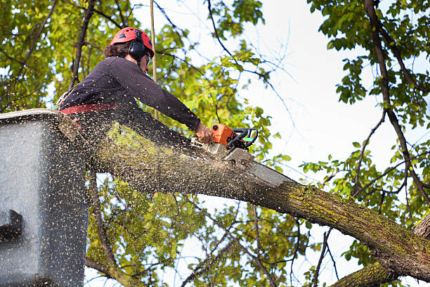 Best Tree Preservation Services  in East Lake, FL